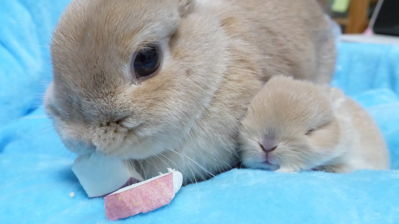 おやつを食べるママのとなりで熟睡する赤ちゃんうさぎ