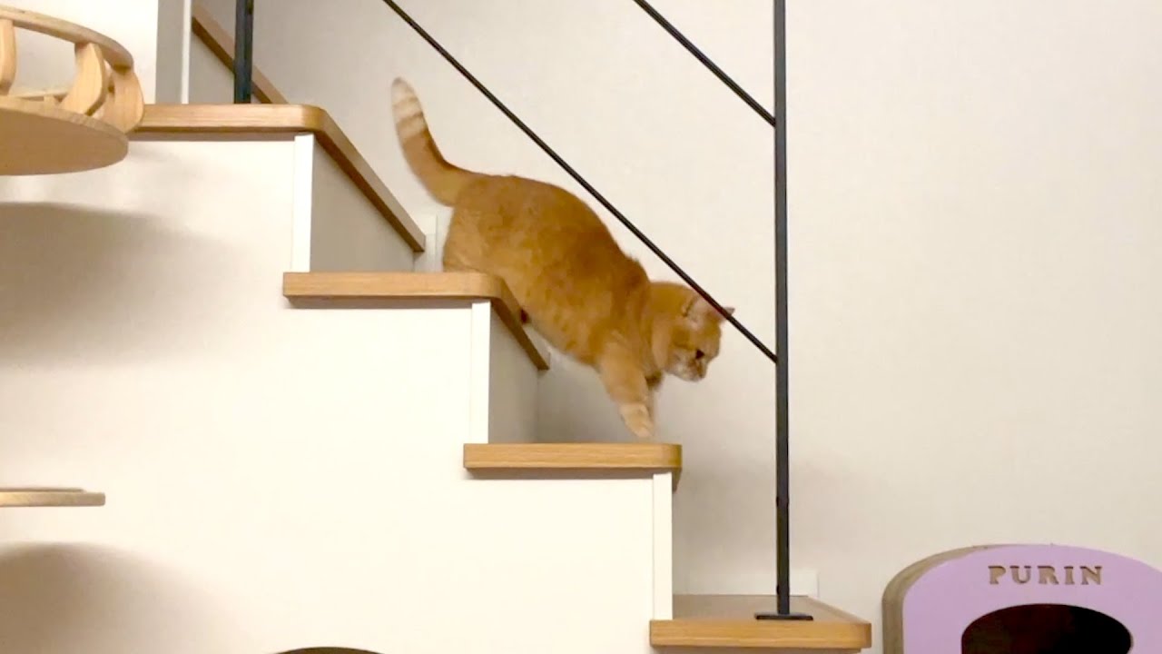 名前を呼ぶと２階から駆けつける猫