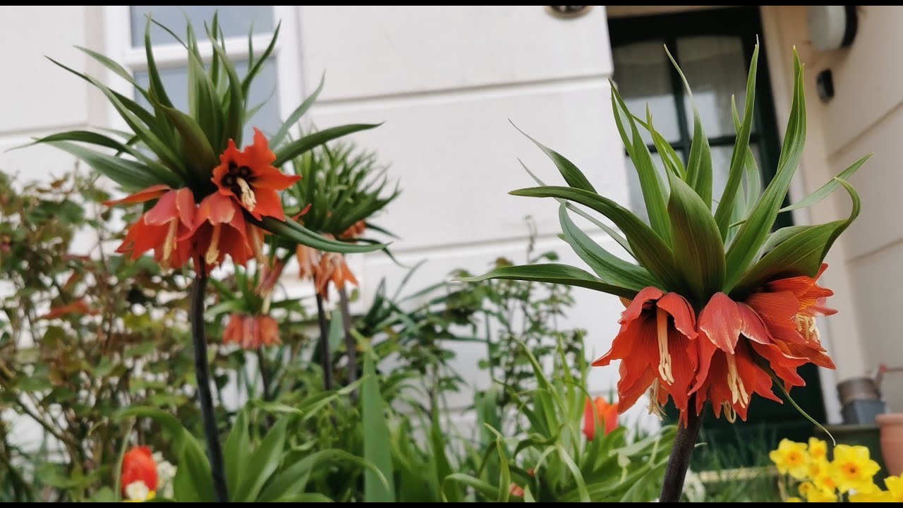 Fritillaria imperialis, the Crown Imperial: history and cultivation of an iconic plant