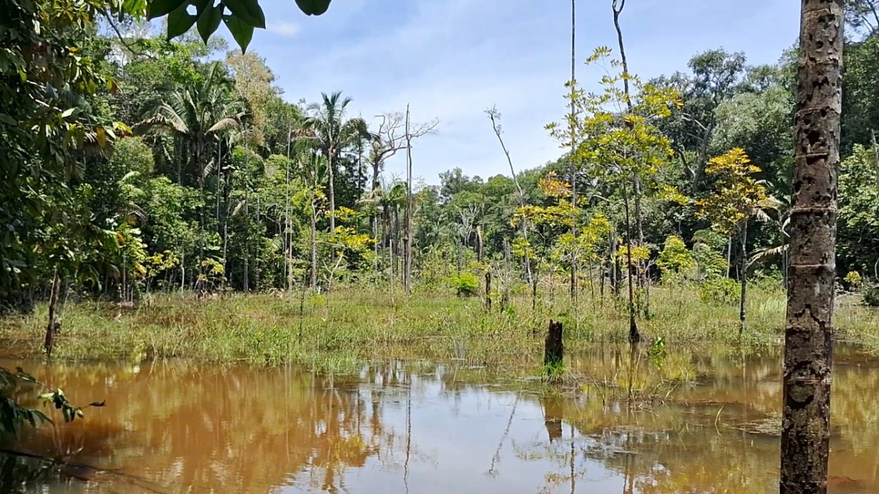 Caminhada na floresta