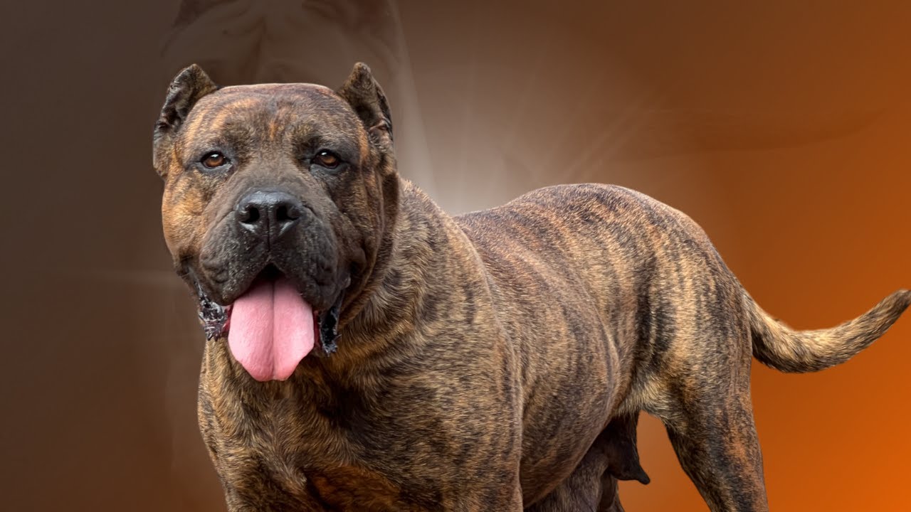 El Presa Canario típico y funcional es el amo del mercado
