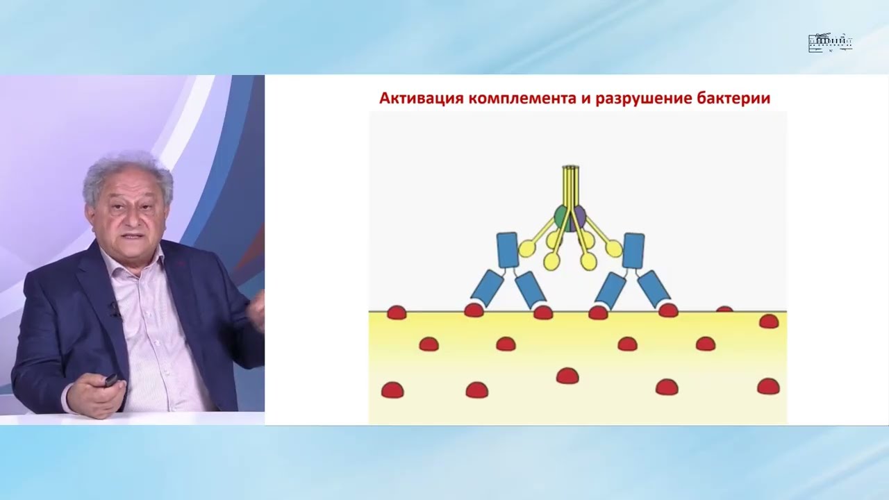 Эффекторные реакции врожденного иммунитета. Гариб Ф.Ю.