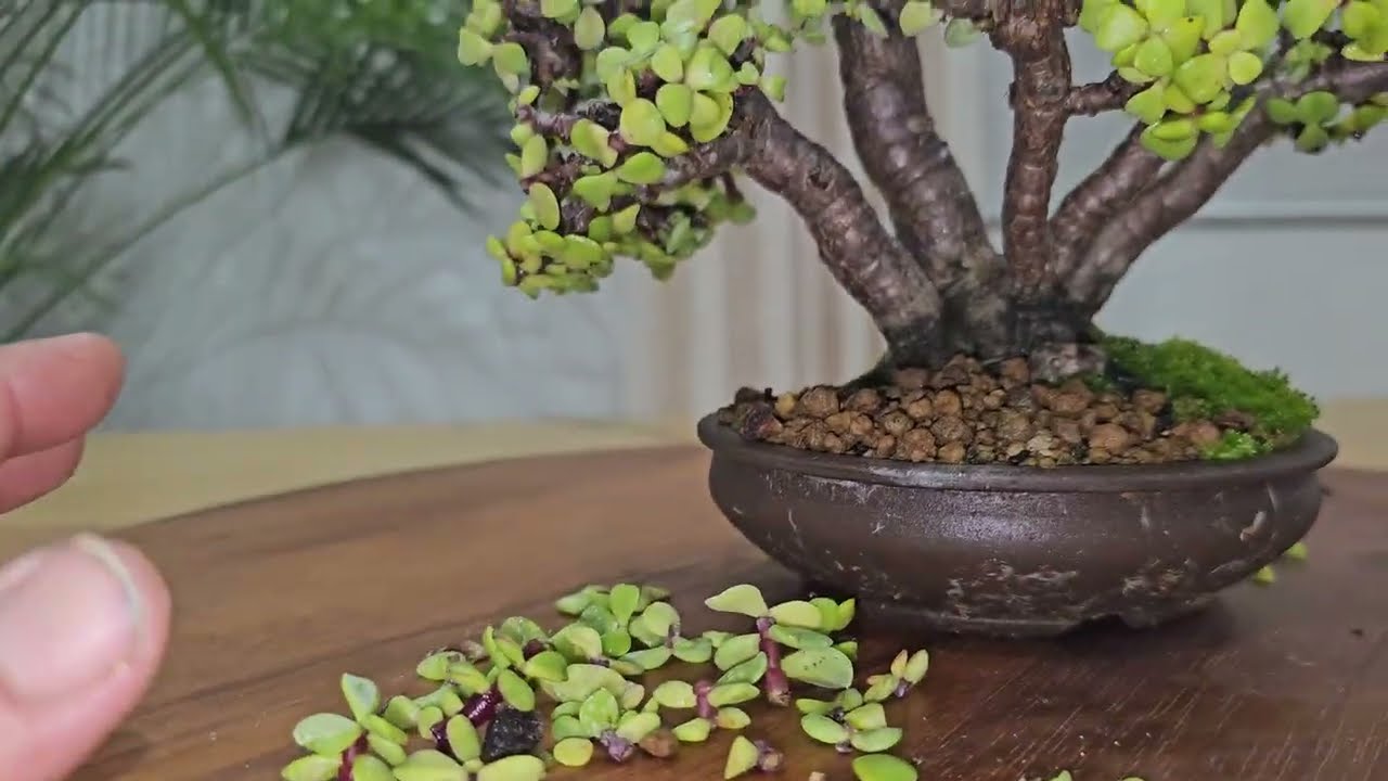 Зимний уход за Portulacaria afra