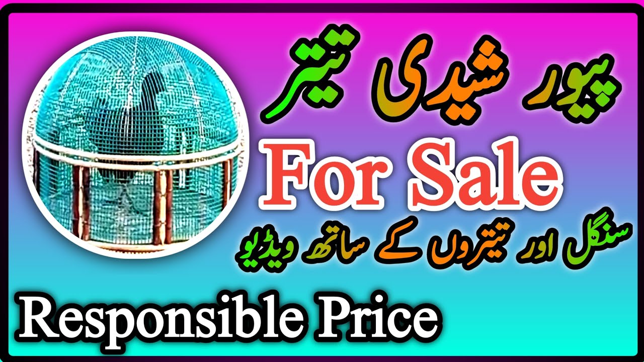 Sheedi Kala Teetar Sheedi Nasal kala Teetar For Sale Chakri Wala Teetar