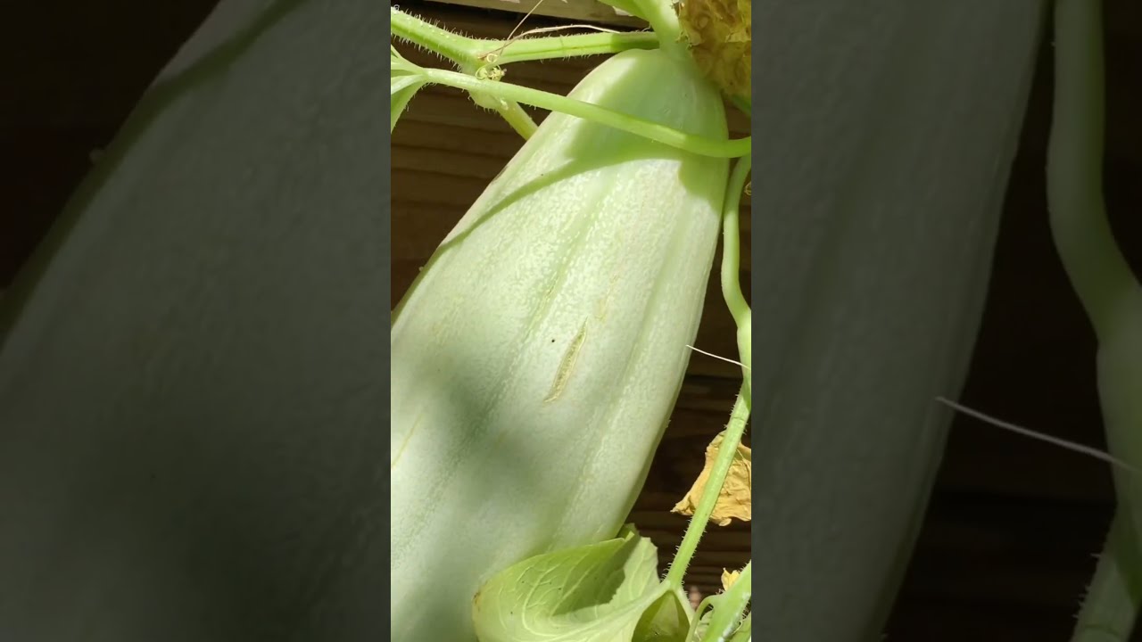 Overgrown Cucumber Vines Reveal Hidden Giant!