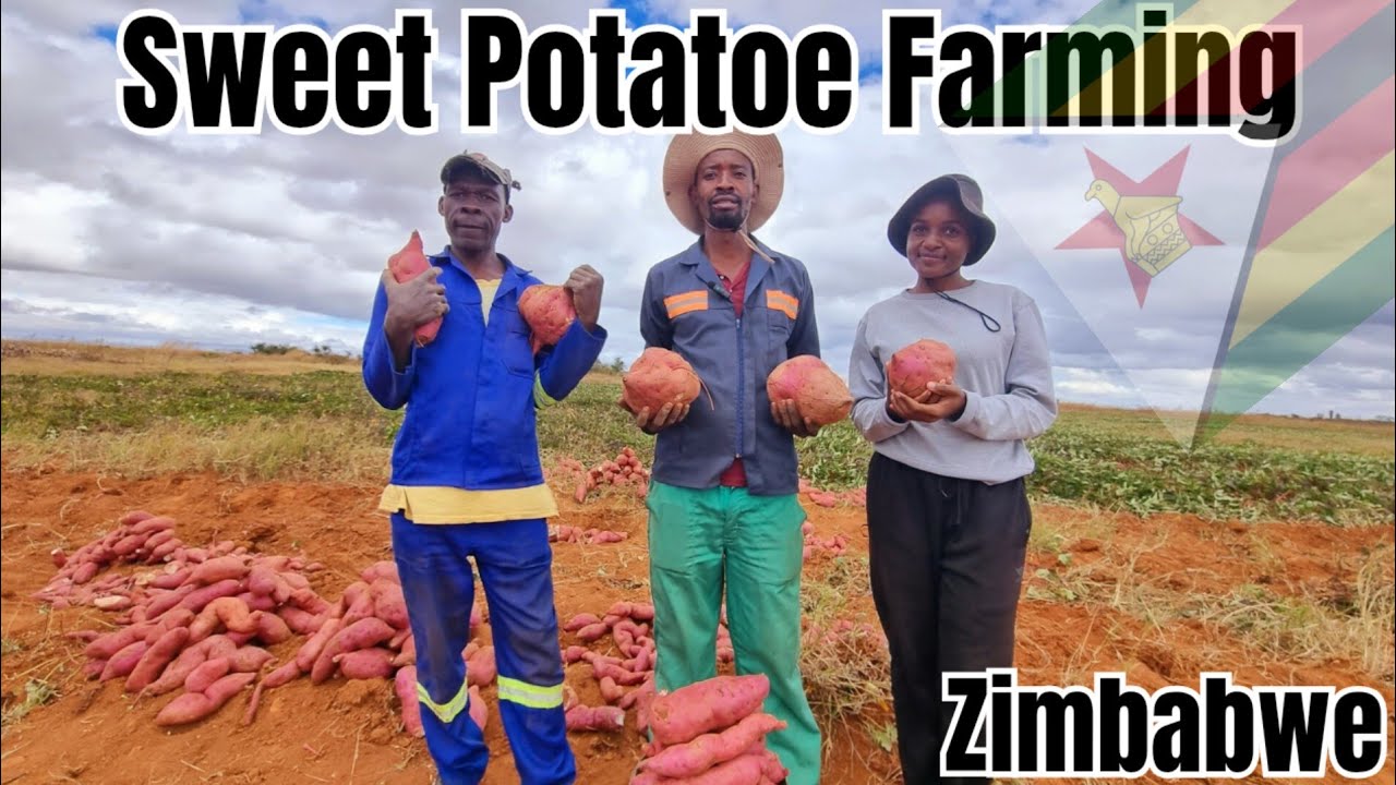 8 Hectares of Sweet Potential: Zimbabwean Agronomist's Sweet Potato Farm 🇿🇼🇿🇼🇿🇼🇿🇼
