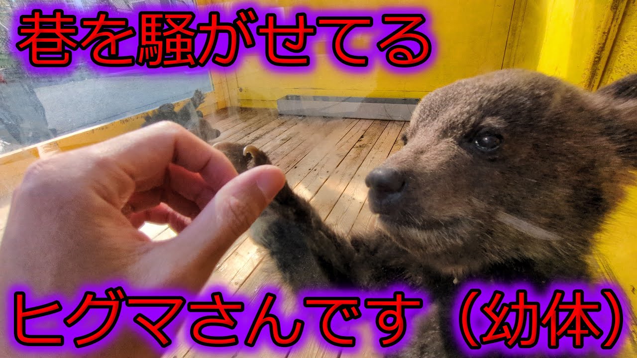 【悶絶不可避】北海道のヒグマは可愛さで人を殺しにかかるらしい！The baby bear cute weight measurement