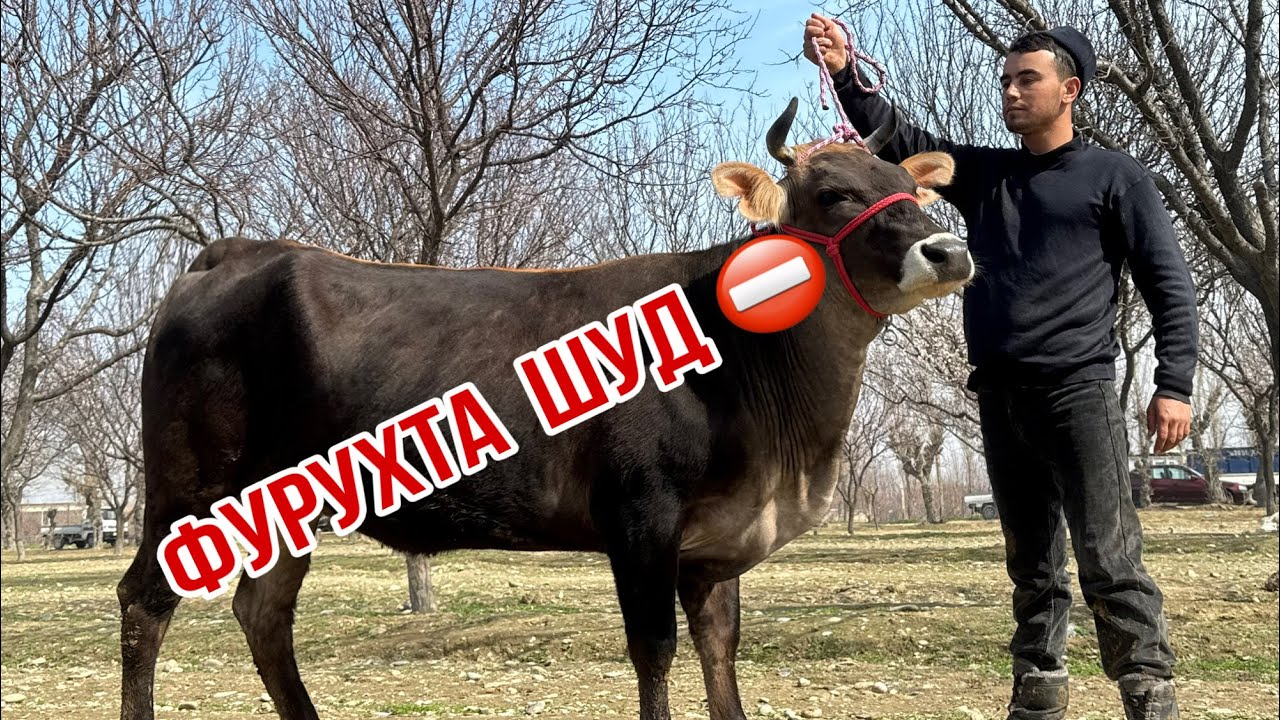 ⛔️ФУРУХТА ШУД 9 марта 2026 г.