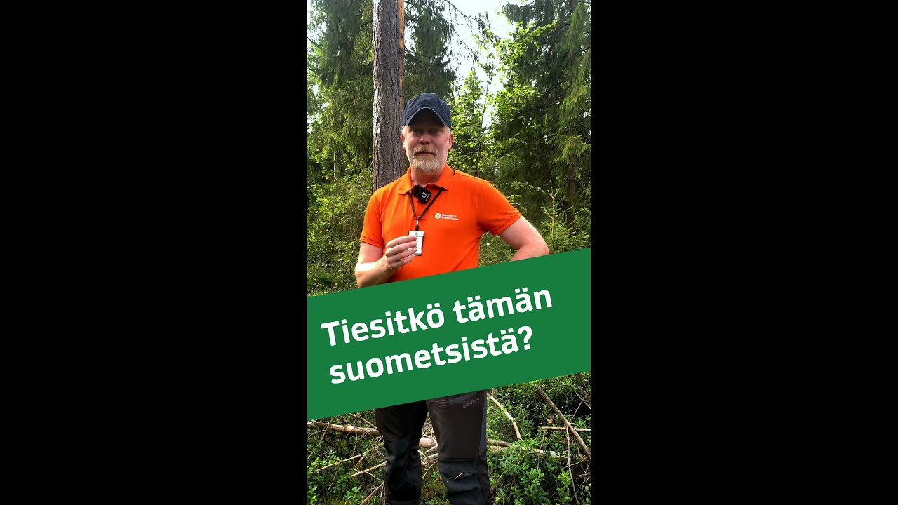 Tiesitk&ouml; t&auml;m&auml;n suometsist&auml;? #mets&auml; #suomets&auml; #mets&auml;nhoito #mets&auml;&auml;nfi