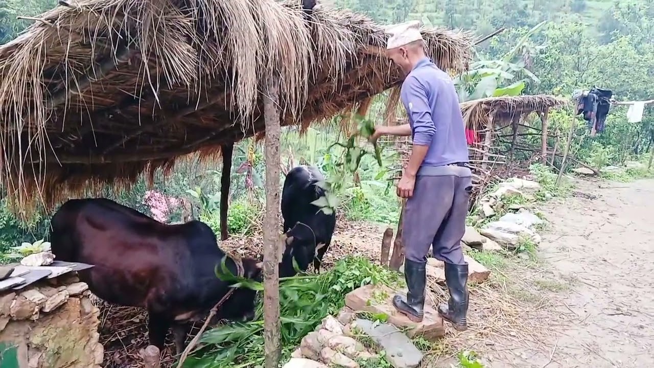 Surviving life in the Nepali mountains village During the Rainy season l Heavy Rainfall nature Nepal