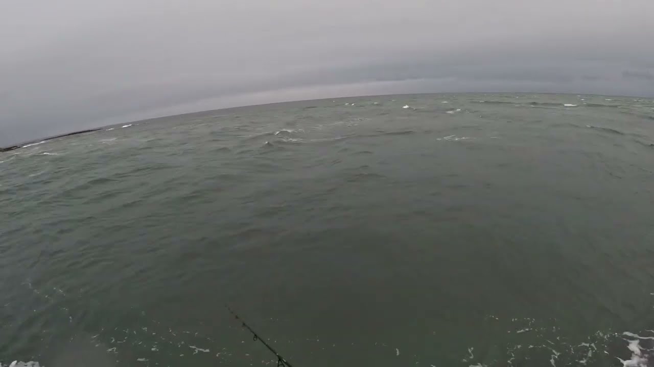 Test to new live shrimp lure for seabass