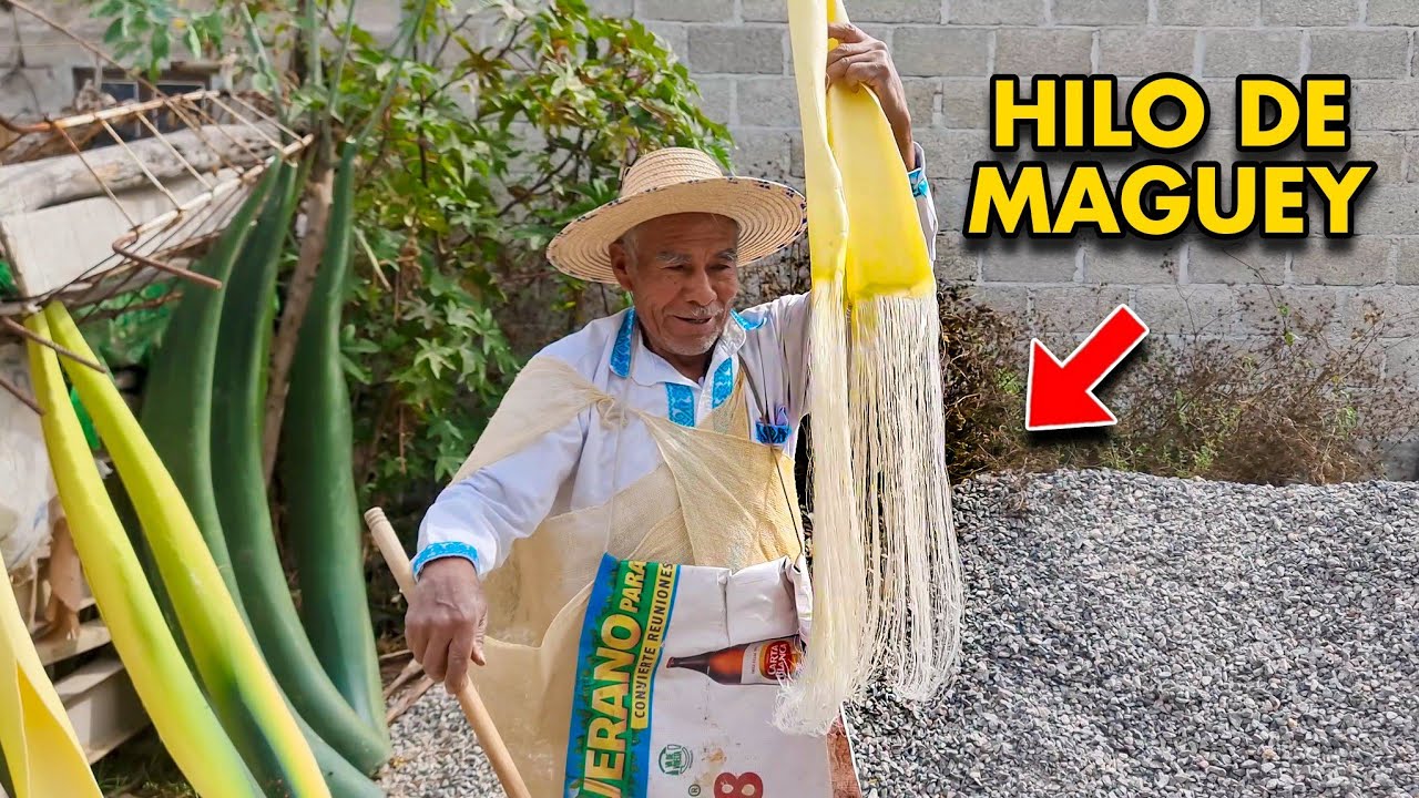 El IXTLE. así se obtiene el hilo de las pencas del maguey