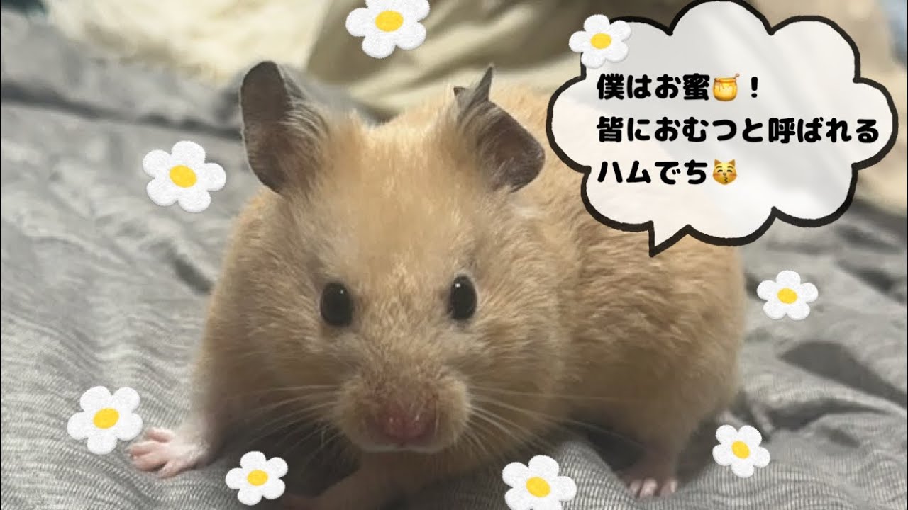 【歴代はみ】ハムスター依存症な飼い主（？）みんな違ってみんなかわいい😍🩷皆ハムスター依存症になってください🥺🌟世界のハムスター達に幸あれ🌍