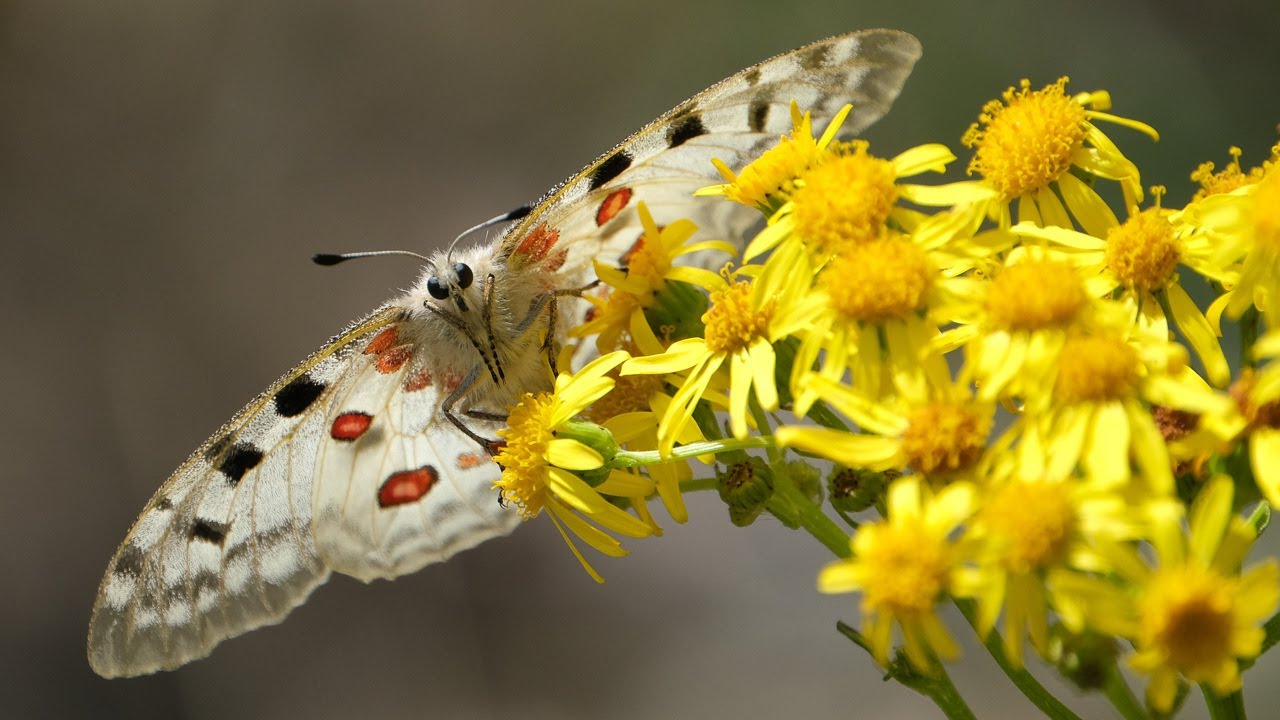 Der Apollofalter - Faszination Natur