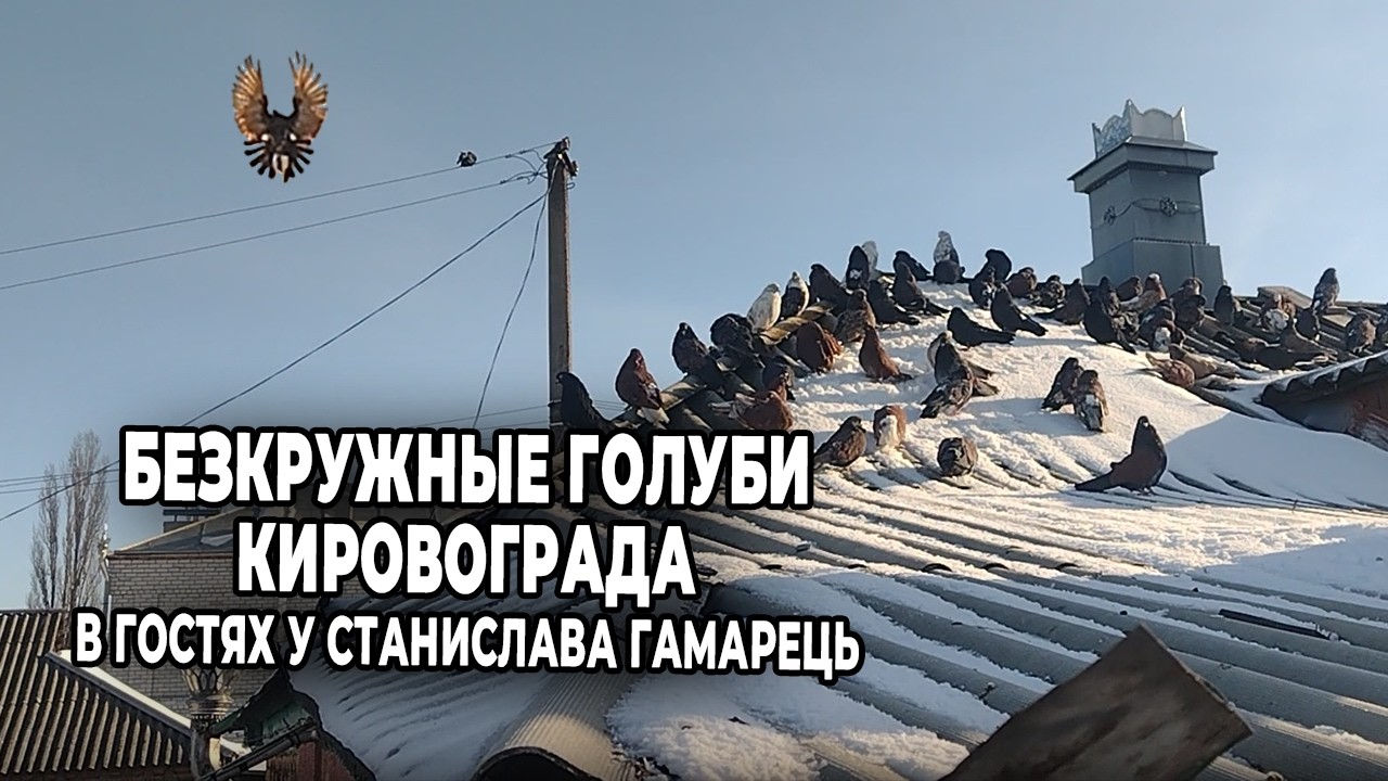 Бескружные голуби Кропивницкого. В гостях у Станислава Гамарець
