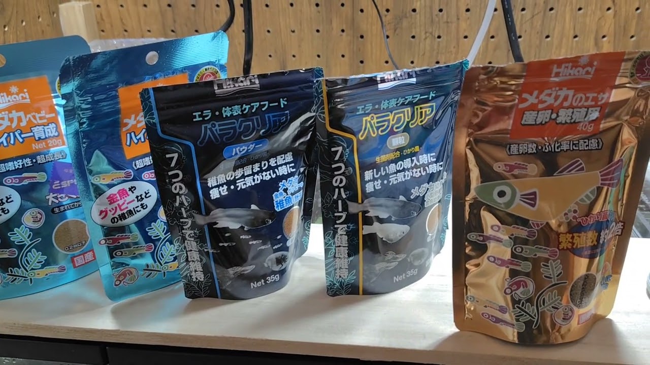 グッピー飼育日記　20250307 グッピーの餌と成長速度について気がついた事