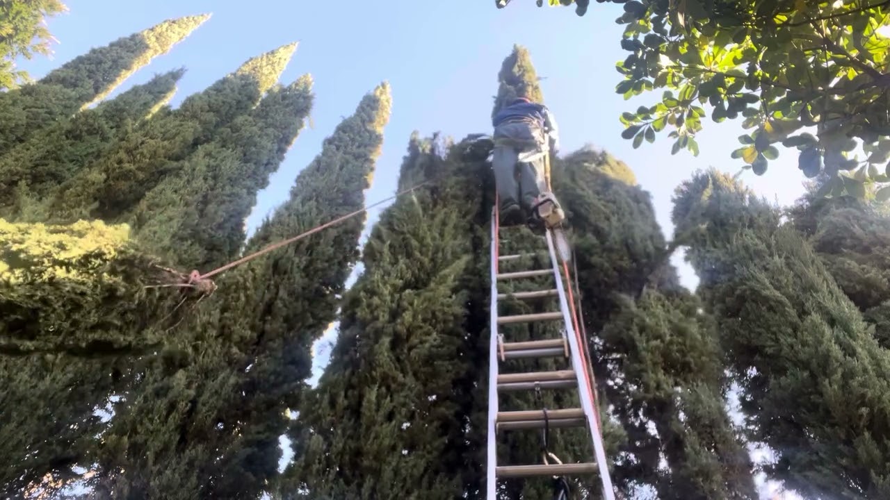 ITALIAN CYPRESS (how to)