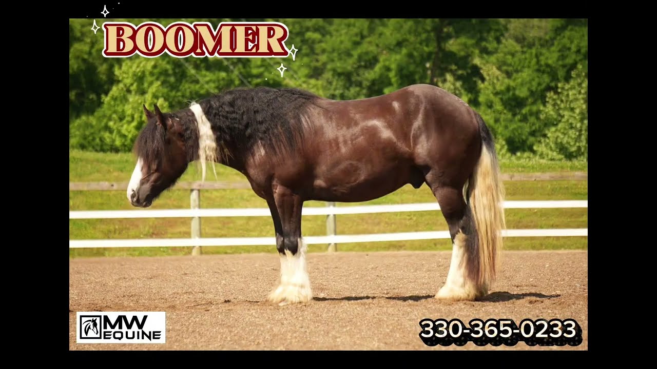 Boomer is a beautiful 75% Gypsy Vanner 25% Halflinger gelding he is a 4 year old..  