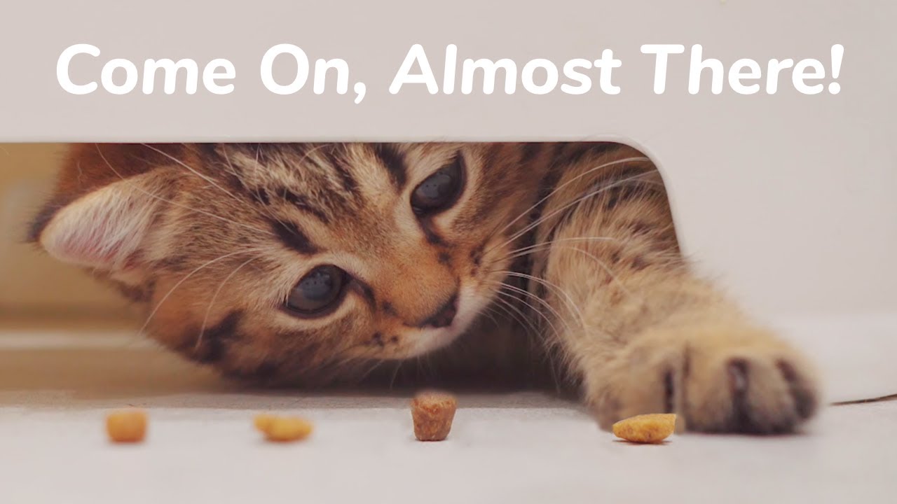5cm Short Legs Kitten Challenge, Cat Mom Reaction! - Day 55 @ Baby Kittens Day 1 to Day 100 Vlogs