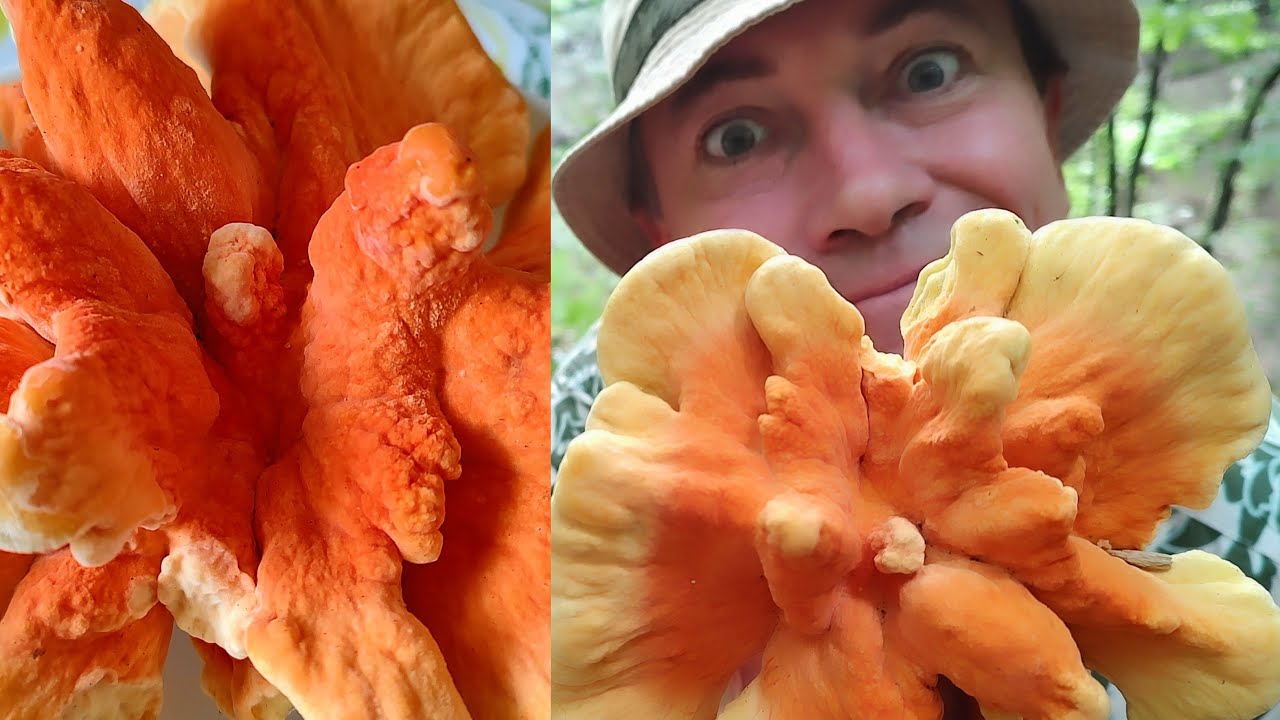САМЫЙ ВКУСНЫЙ САЛАТ В МИРЕ!  Трутовик Серно-желтый - РЕЦЕПТ - БОМБА!
