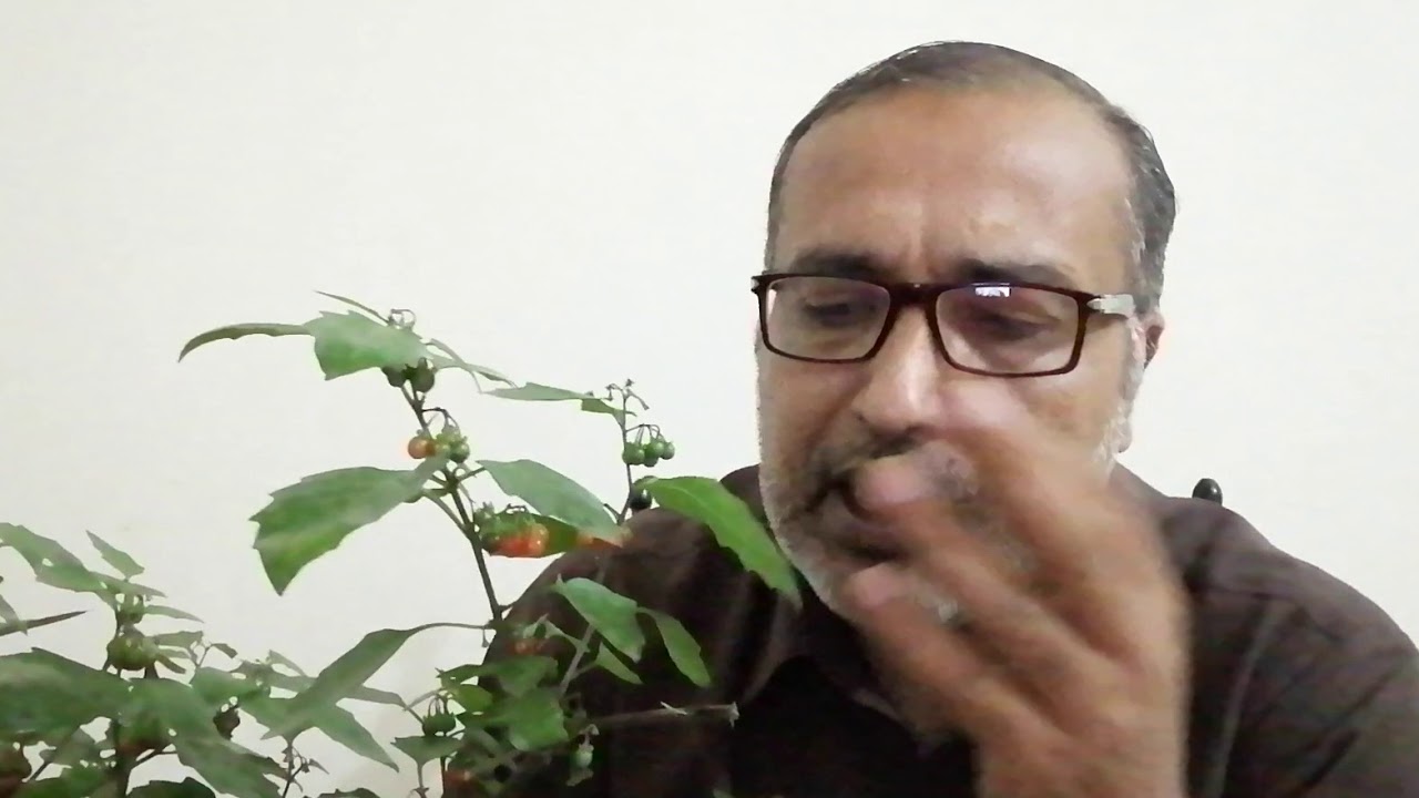 Makoyi Black Night (Solanum Nigrum) Benefits