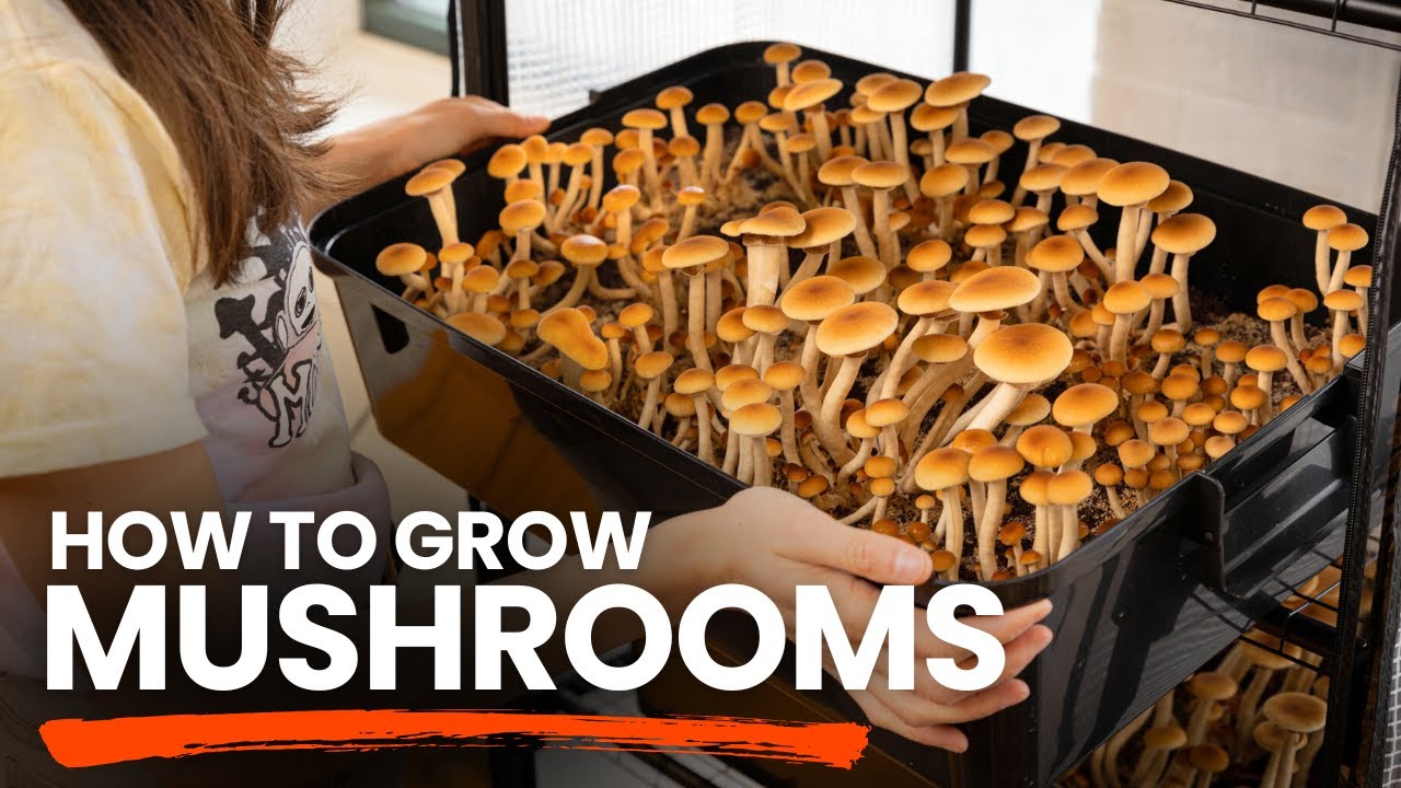 How to Grow Edible Mushrooms at Home | Beginners Guide to Indoor & Outdoor Mushroom Cultivation