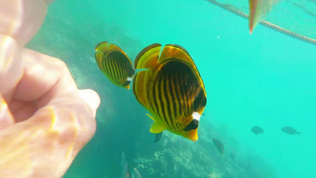 Aurora Bay Resort Marsa Alam gopro