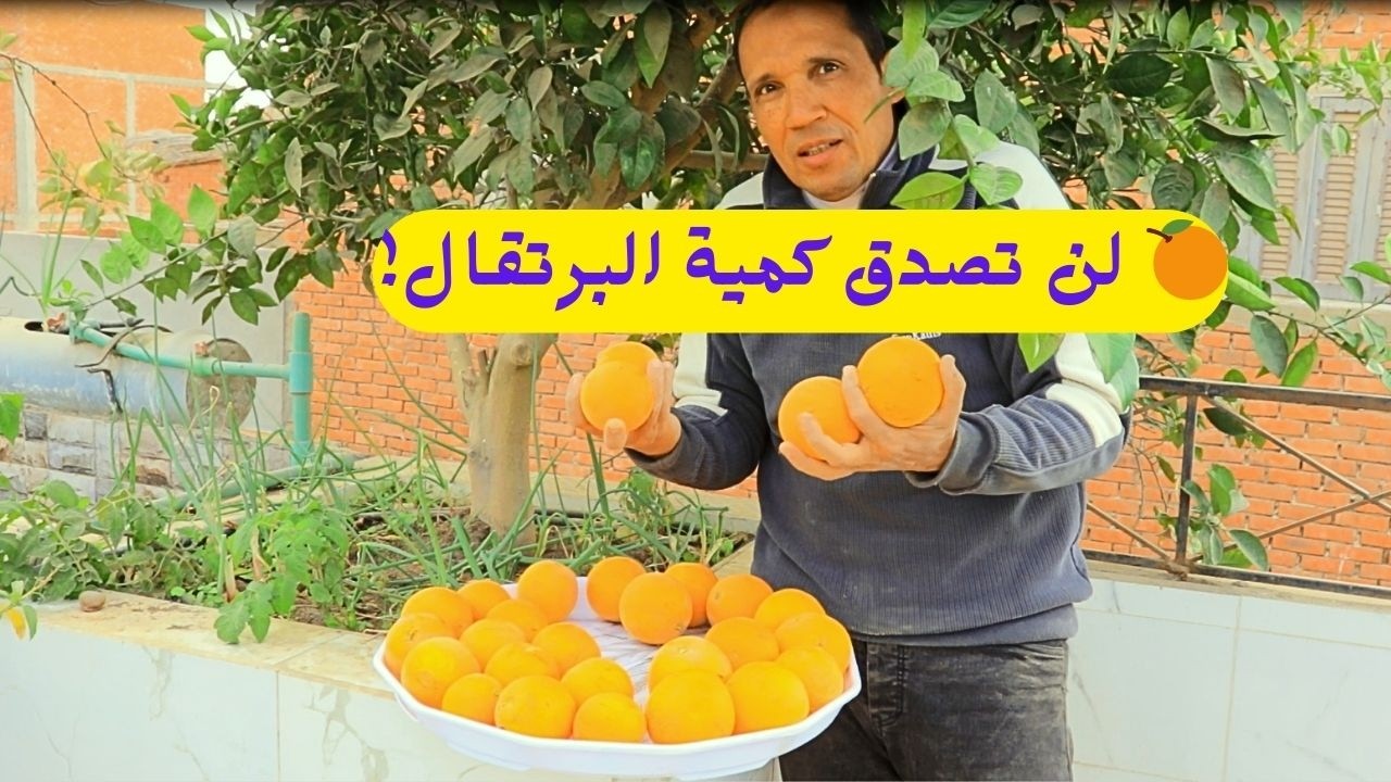 🍊✨ حين تحوّل السطح إلى بستان سري… مفاجأة حصاد البرتقال البلدي!