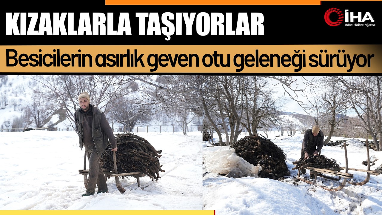 Besiciler geveni kızaklarla taşıyor, asırlık gelenek sürüyor