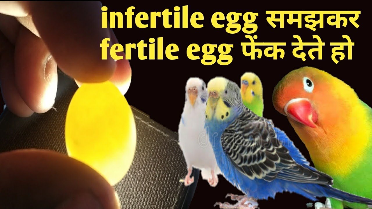 How To Check Fertile & Infertile Egg || egg candling || love birds egg candling