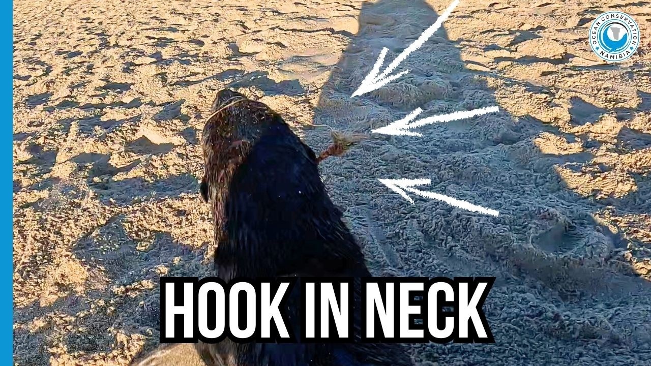 OCN Rescuer Hawain Acts Fast to Save Hooked Seal