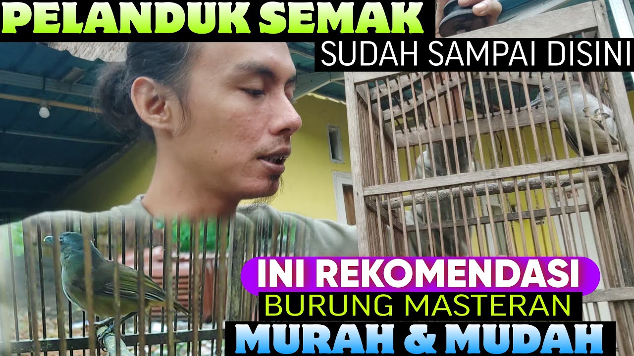 INI TERMASUK REKOMENDASI BURUNG MASTERAN MURAH DAN MUDAH || BURUNG PELANDUK SEMAK