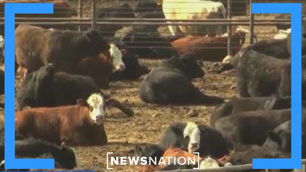 Ground beef prices climbing higher | Morning in America