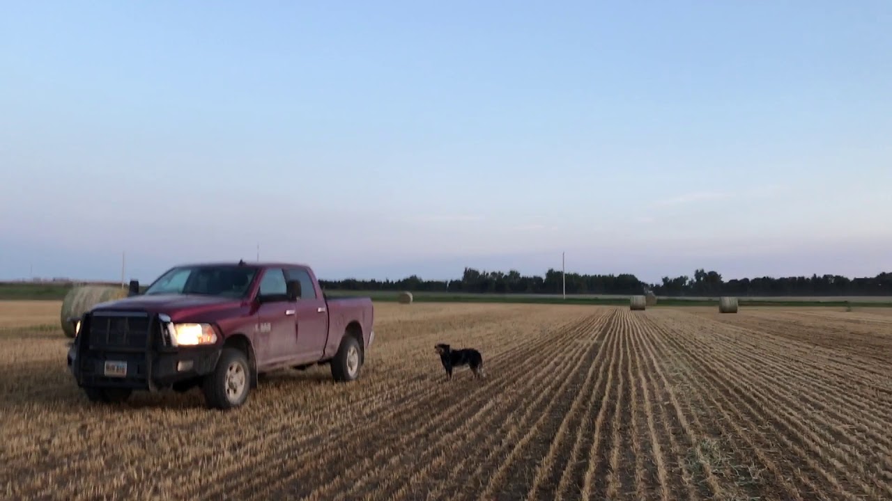 German Hay millet is baled