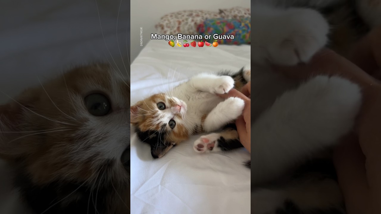 And this is why 😭 Also why everyone wants us to name her Mango 😂 #cat