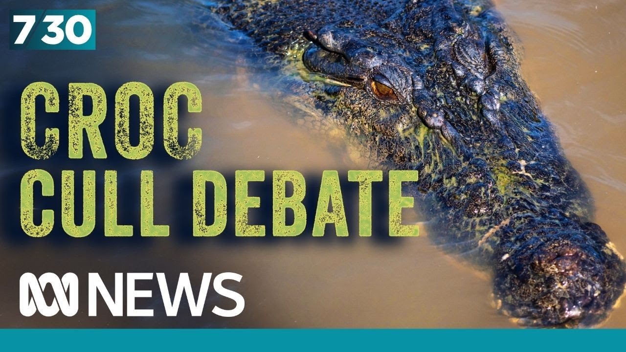 An explosion in crocodile numbers is leading to a mass removal | 7.30