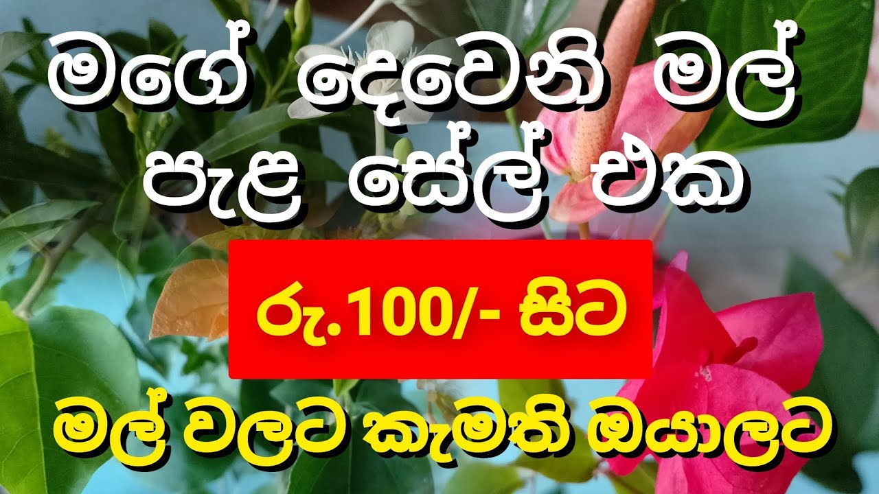 මගේ දෙවෙනි මල් පැළ් සේල් එක...0760928405 #gardenflowers #plants #flowers #plantsale #nature 