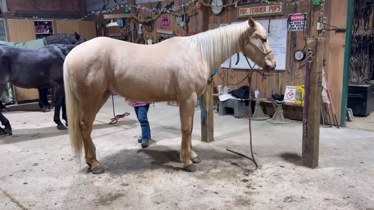 Marley QH gelding 