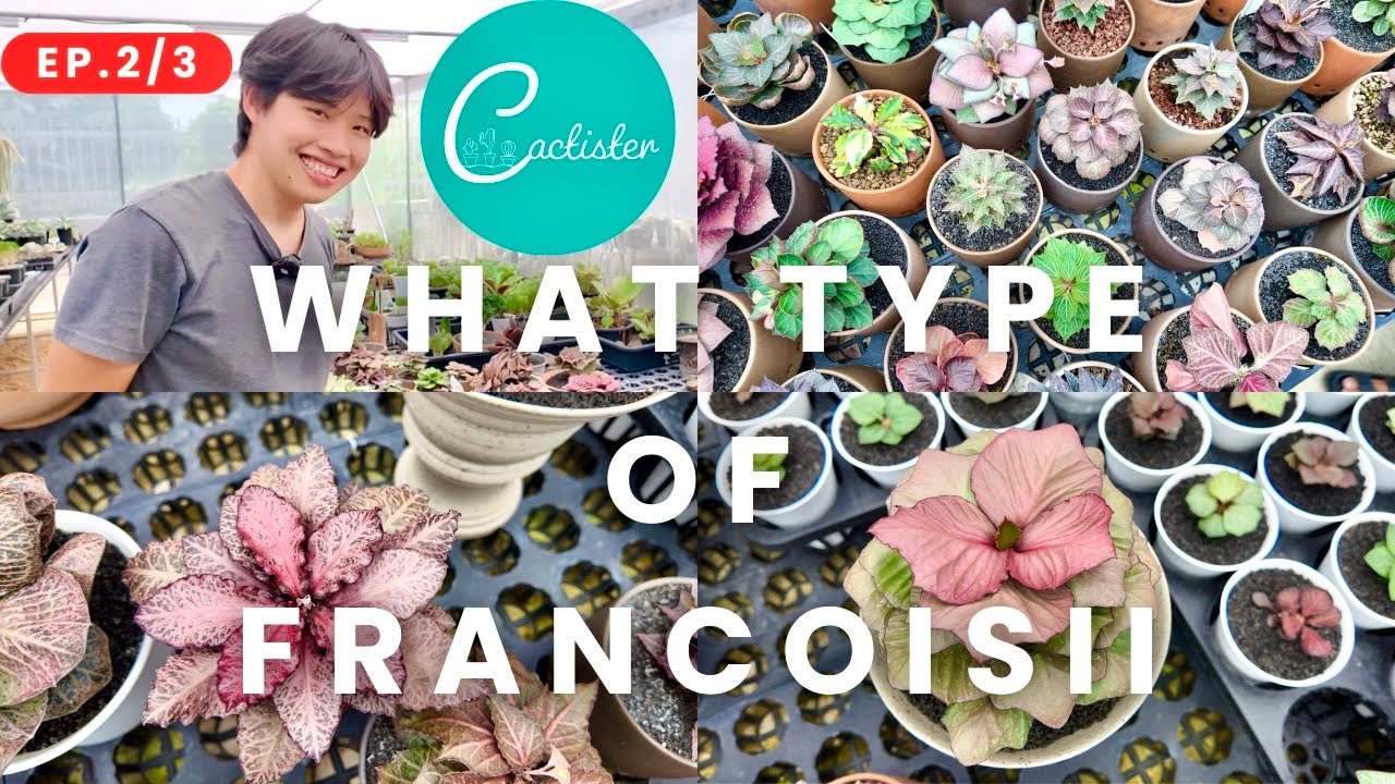 EP2/3 Tour Cactus Farm:✨Cactister |ฟรองซัวร์ มีกี่แบบ |ราคาต่างกัน| What type of Beautiful Fransoii