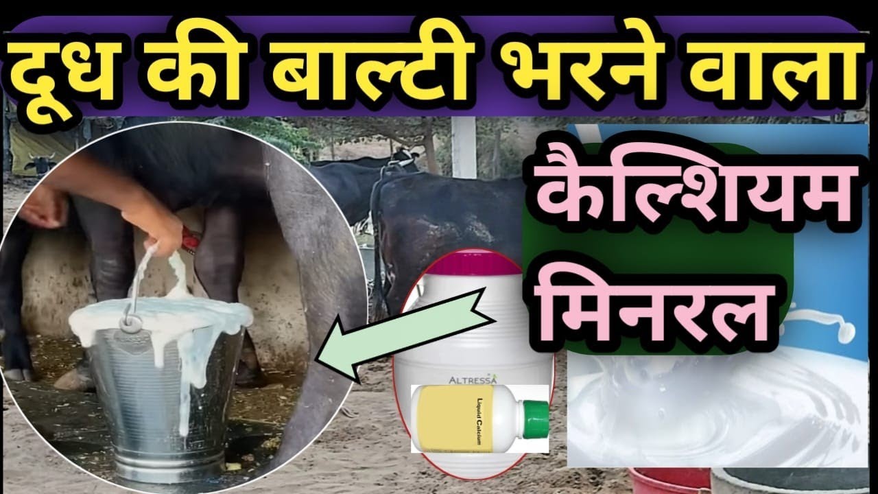 दूध की बाल्टी भरने वाला कैल्शियम मिनरल Milk increase Calcium Mineral 