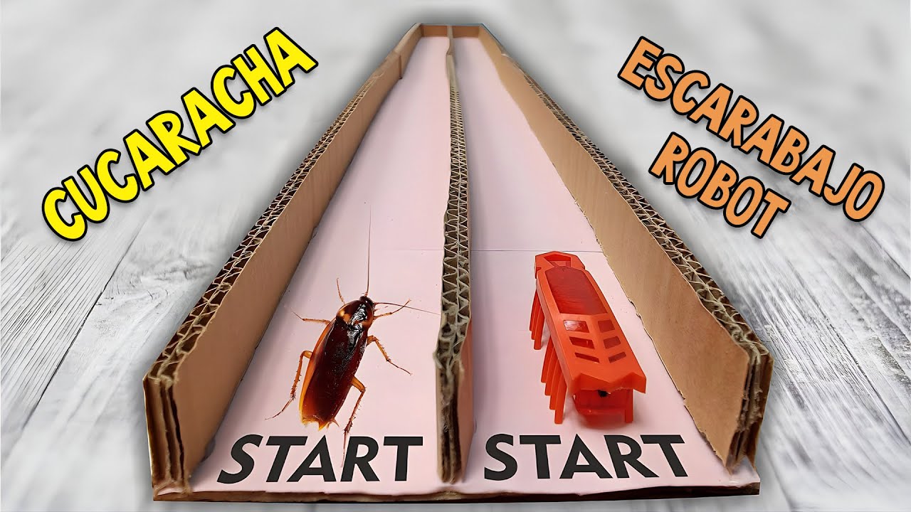 ¿Quién es más rápido? ¿Una CUCARACHA o un ESCARABAJO ROBOT?