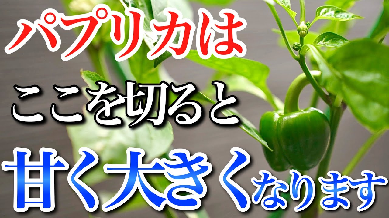 【一つのことに専念せよ】パプリカは欲張ると何も収穫できません