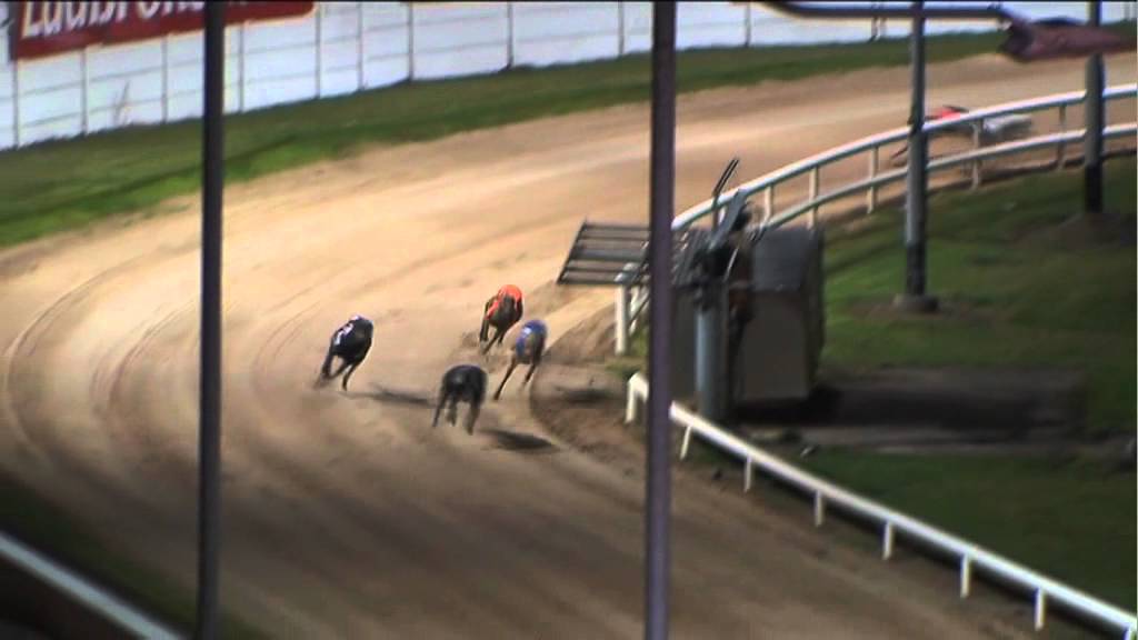 Ladbrokes Irish Greyhound Derby 2011, полуфинал