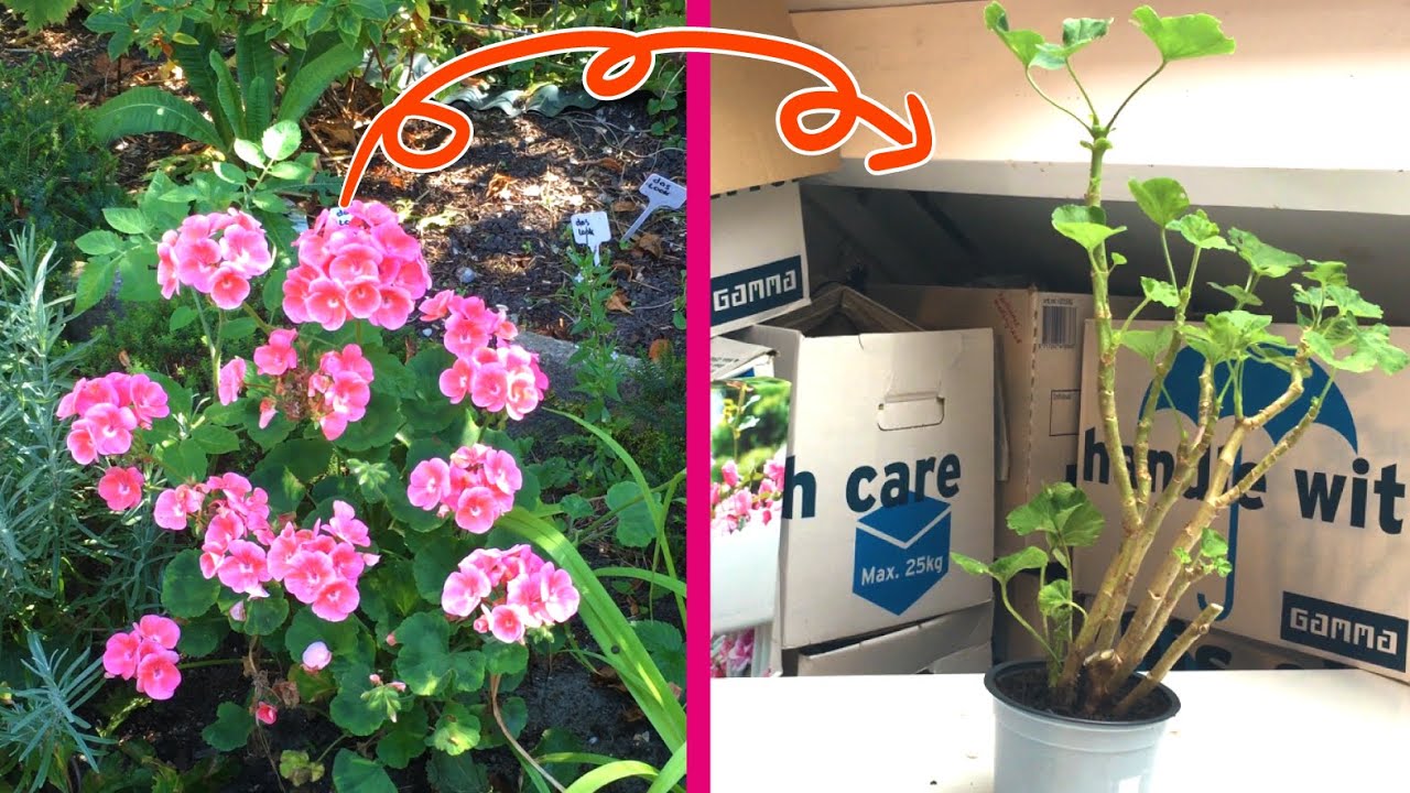 Geranium binnen overwinteren - straks 3 jaar in mijn tuin!