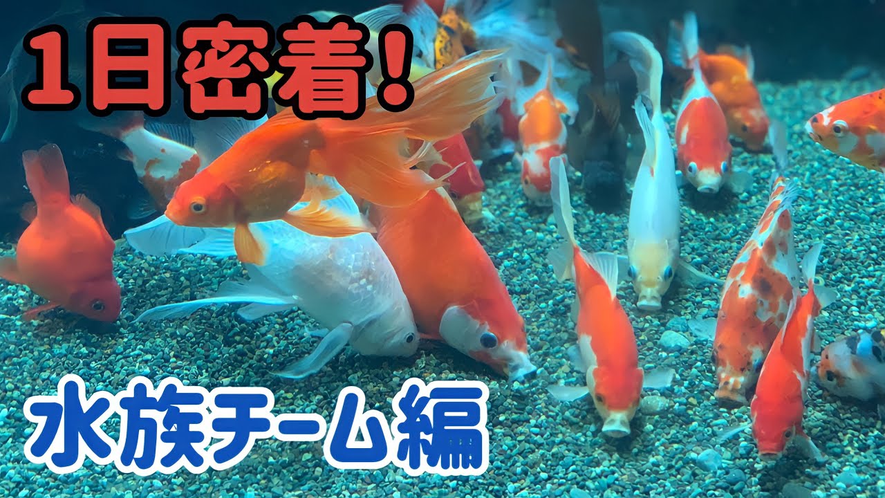 【１日密着⑦】飼育員のお仕事をまるごとお見せします！「水族チーム編」