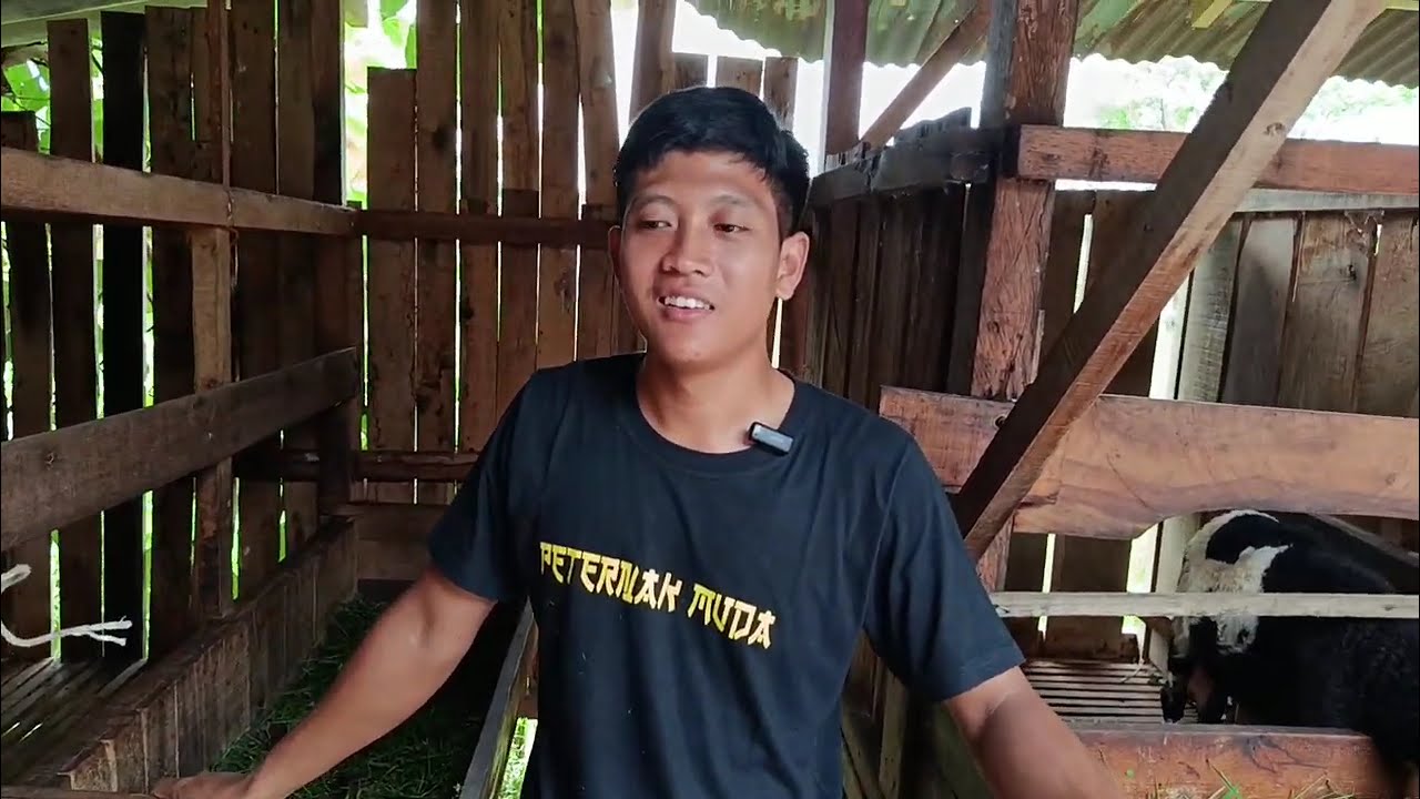 Argantha Sadewo Farm Eps2 #domba #dombakontes #viral #shorts #fyp #trending