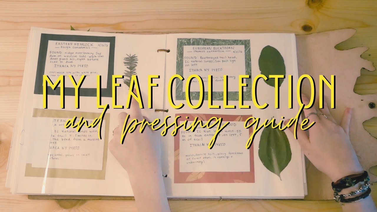 Touring my Leaf Collection + Basic Leaf Pressing Guide