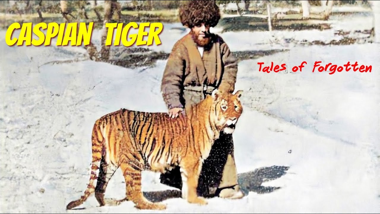 Caspian Tiger II Tales Of Forgotten