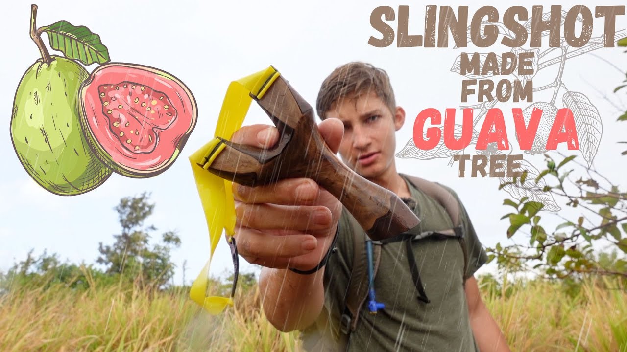 Making Slingshot From Guava Tree | Shooting Guavas