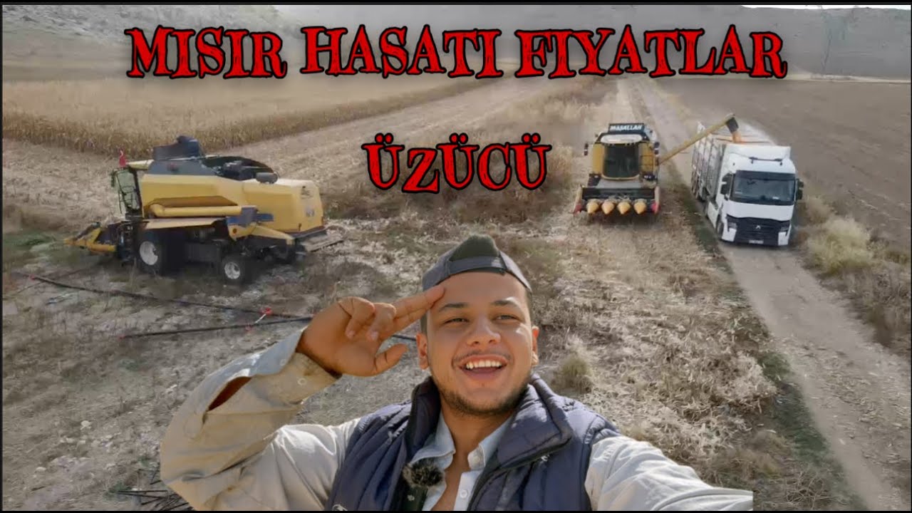 2023 MISIR HASATI BAŞLADI/MISIR FİYATLARI İÇİN ÇİFÇİ NE DÜŞÜNÜYOR/VERİM VE FİYAT ÜZÜYOR